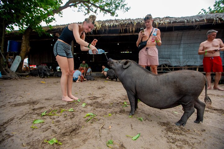Pink Dolphin and Pig Island Snorkeling Tour from Koh Samui