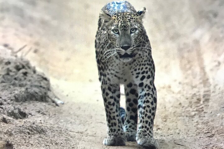 Wilpattu National Park Safari Tour