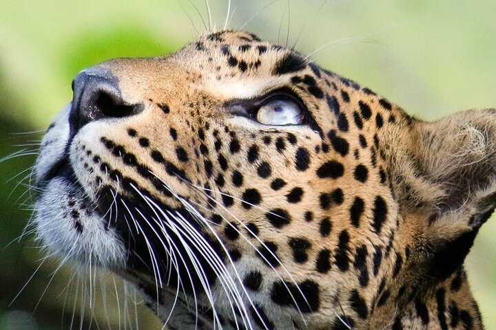 Wilpattu National Park Safari Tour