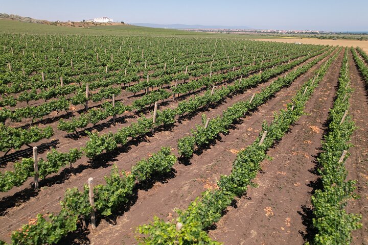 Nessebar and Wine Tasting in Dives Winery