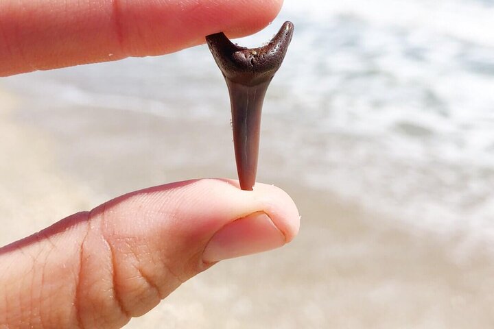 Shark Tooth and Shell Hunting Tour in Charleston, SC