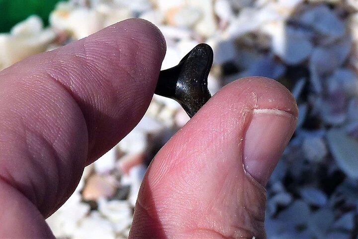 Shark Tooth and Shell Hunting Tour in Charleston, SC