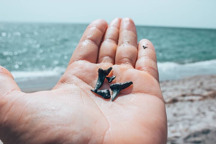 Shark Tooth and Shell Hunting Tour in Charleston, SC