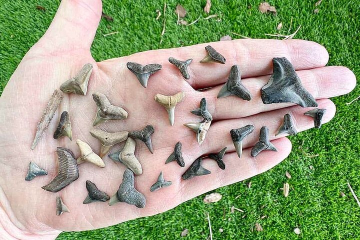 Shark Tooth and Shell Hunting Tour in Charleston, SC
