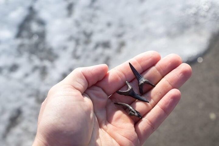 Shark Tooth and Shell Hunting Tour in Charleston, SC