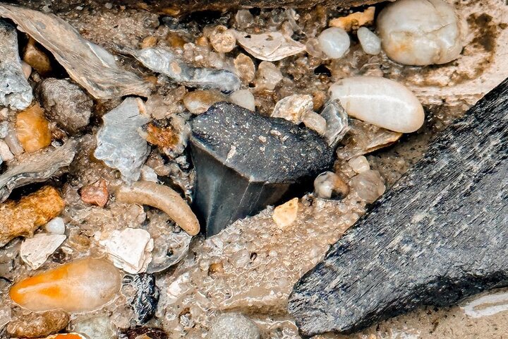 Shark Tooth and Shell Hunting Tour in Charleston, SC