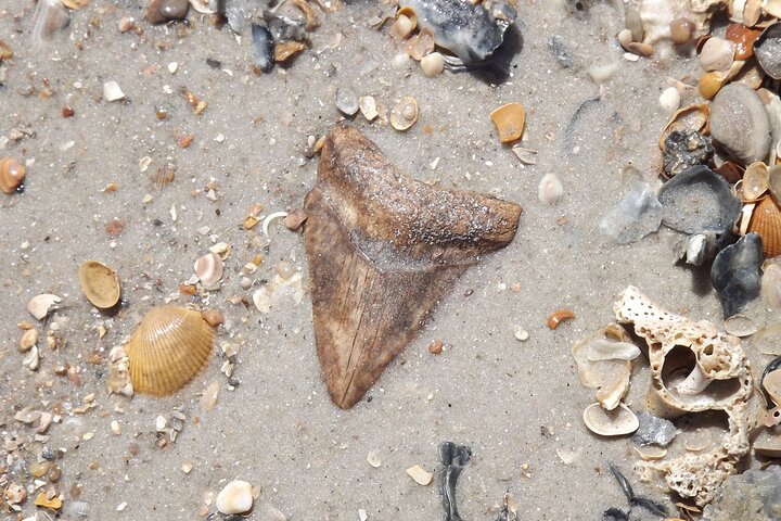 Shark Tooth and Shell Hunting Tour in Charleston, SC