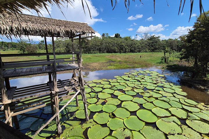 Half Day Amazon River Tour - Fishing, Sunset and Night Tour
