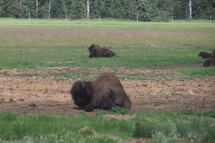 Arctic Day: Yukon Wildlife & Hot Springs Tour | half day