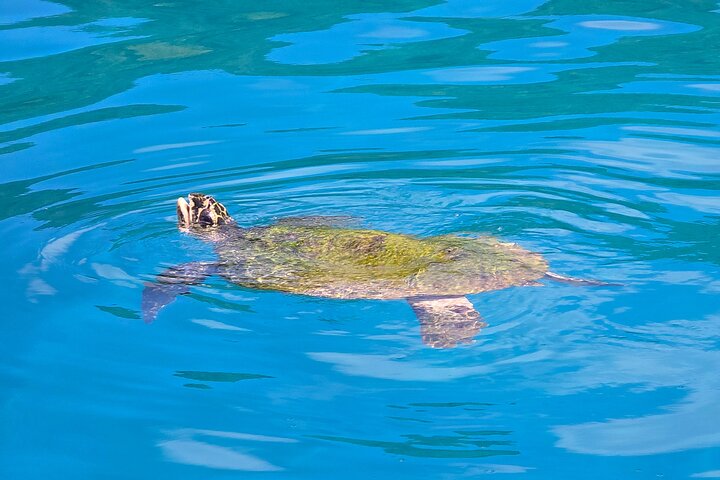 Major Tom -Sailing Day Cruise, with Snorkeling, Lunch & More!