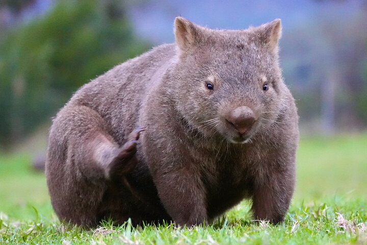 WILD Wombat and Kangaroo Day Tour, All Inclusive