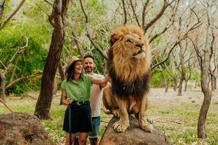 Casela - Walk With Lions