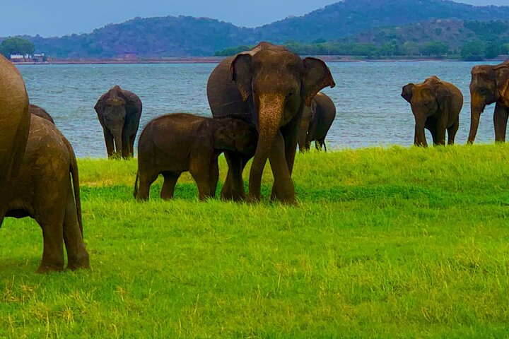 Private Polonnaruwa Ruins & Minneriya Safari Tour from Sigiriya