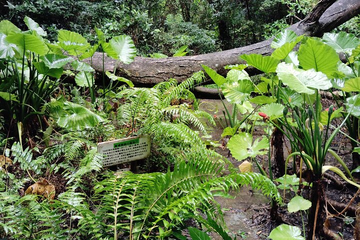 Okinawa: Sacred Sefa Utaki Walk into Ryukyu’s Spiritual