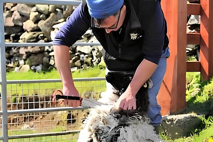 Visit traditional working sheep farm with sheepdog demo. Galway.
