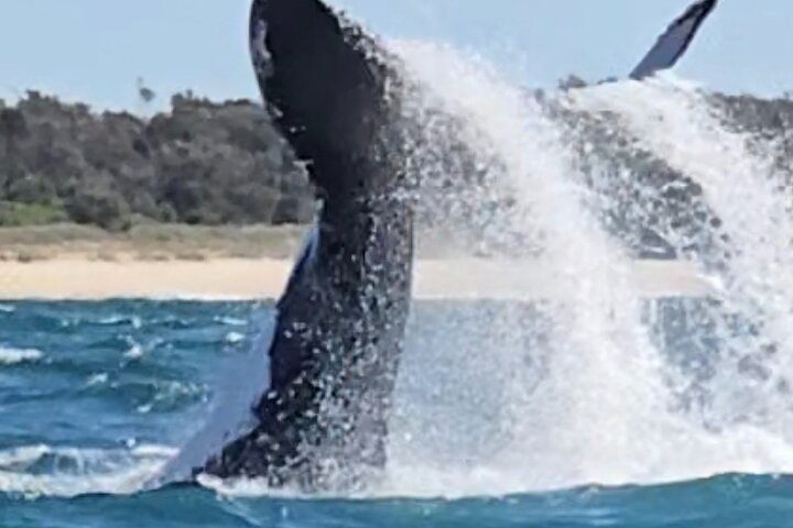 A UNIQUE Whalesongsnoosa Whale watching experience in noosa qld