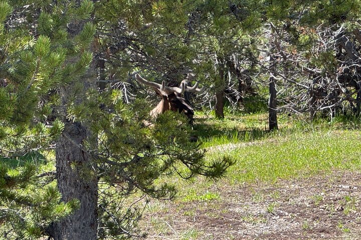 250th Anniversary Yellowstone 55+ Adults Only Deals,gifts & lunch