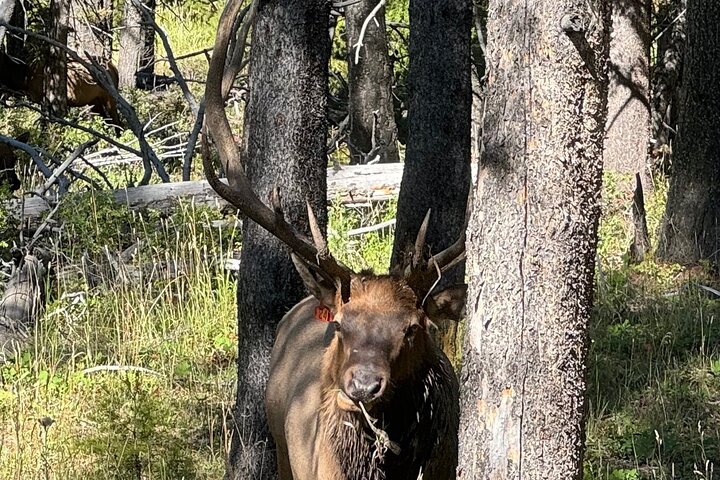250th Anniversary Yellowstone 55+ Adults Only Deals,gifts & lunch