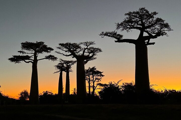 Morondava: Tour to Kirindy Forest and Baobab Avenue