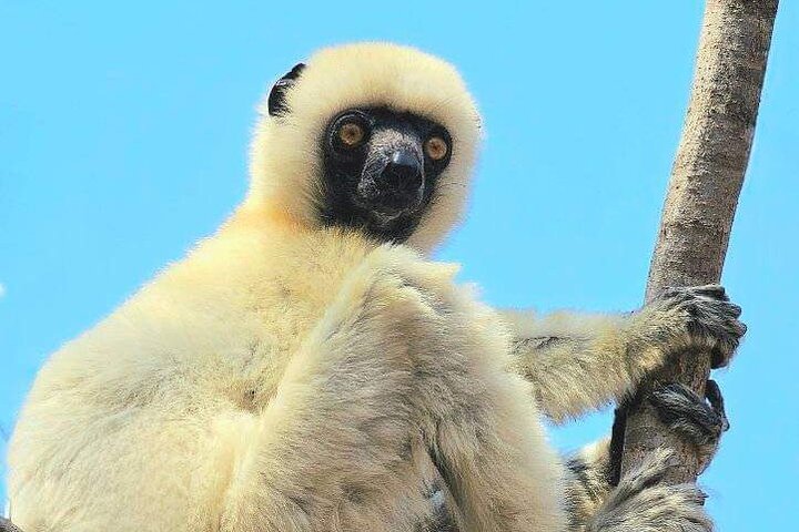 Morondava: Tour to Kirindy Forest and Baobab Avenue