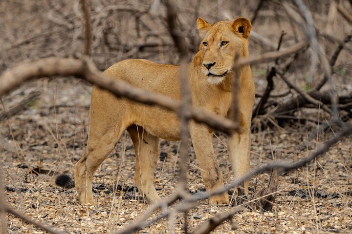 The best Selous 1 day safari from Zanzibar