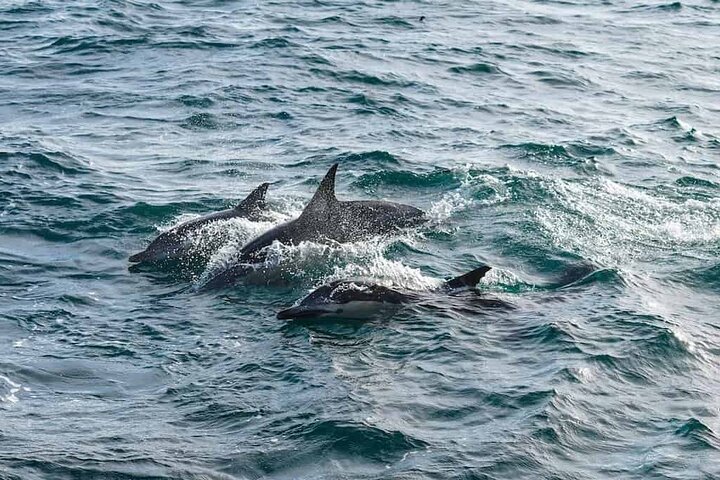 Pensacola Beach Dolphin and Scenic Tour