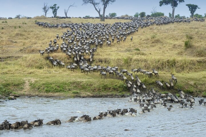 4 Day Exclusive Fly In Serengeti Migration Safari