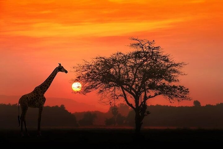 4 Day Exclusive Fly In Serengeti Migration Safari