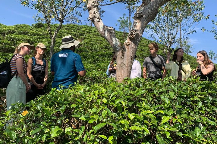 Ella's Ceylon Tea Plantation and Factory Tour