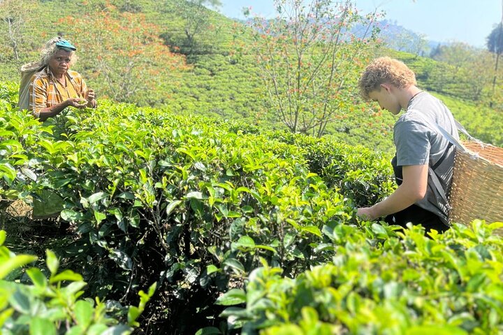Ella's Ceylon Tea Plantation and Factory Tour
