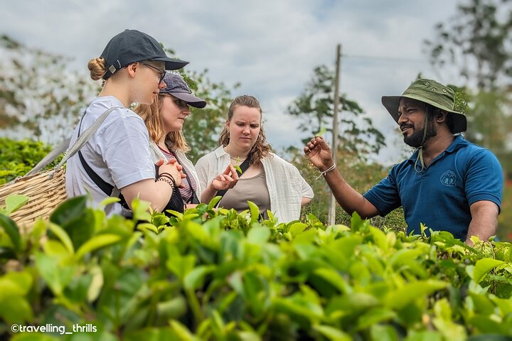 Ella's Ceylon Tea Plantation and Factory Tour