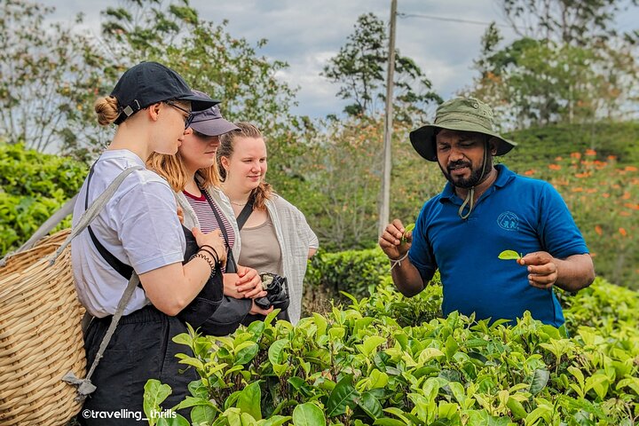 Ella's Ceylon Tea Plantation and Factory Tour