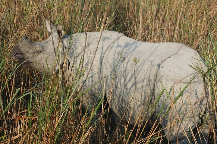 Kaziranga National Park & Guwahati