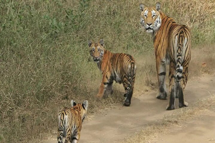 Tiger, Temple & Taj