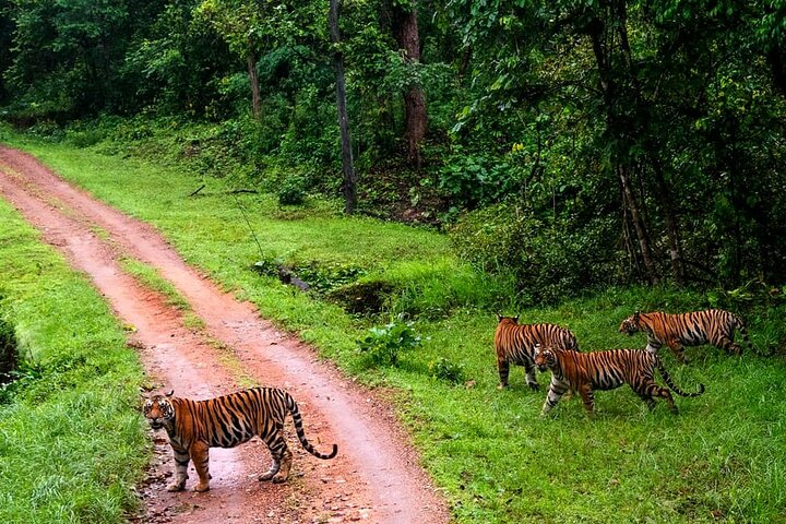 Tiger, Temple & Taj