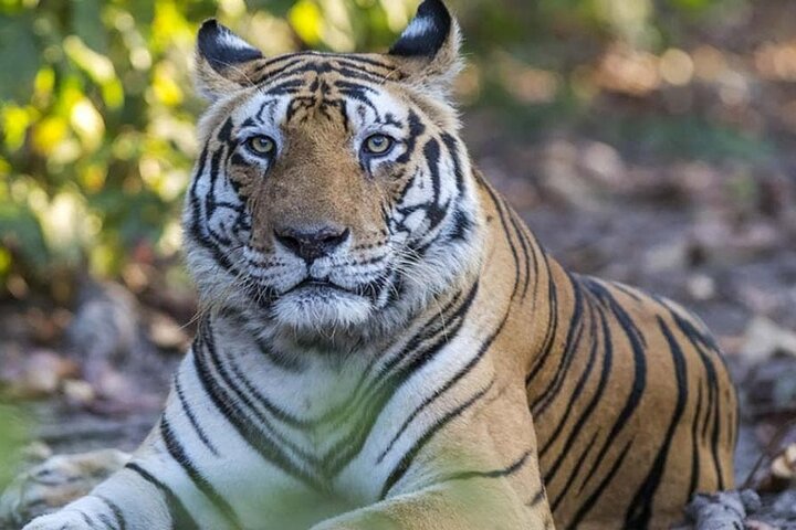 Tiger, Temple & Taj