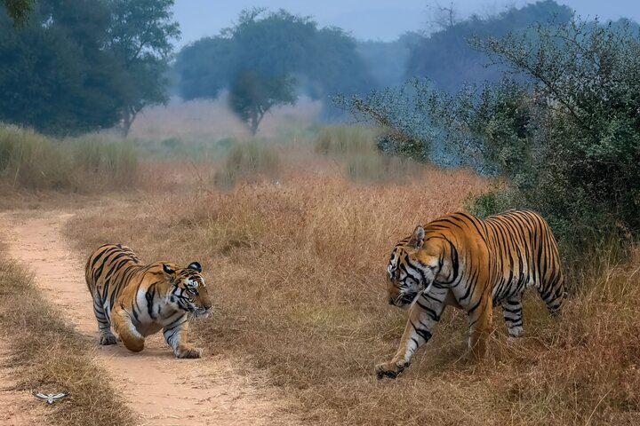 Tiger, Temple & Taj