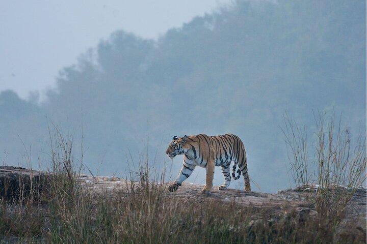Tiger, Temple & Taj