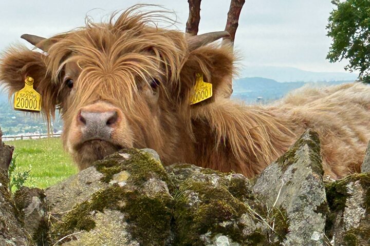 Private Shore Excursion-Castles, Highland Coos and Whisky Tasting