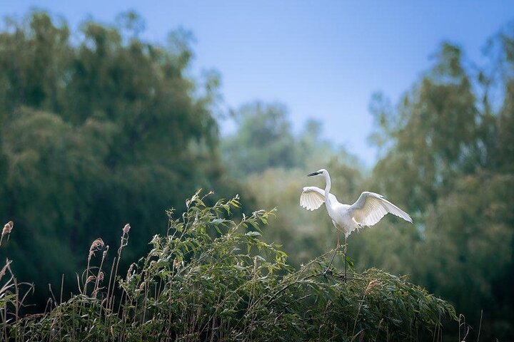 Danube Delta Tour from Tulcea to Mila 23, Letea Forest and Sulina