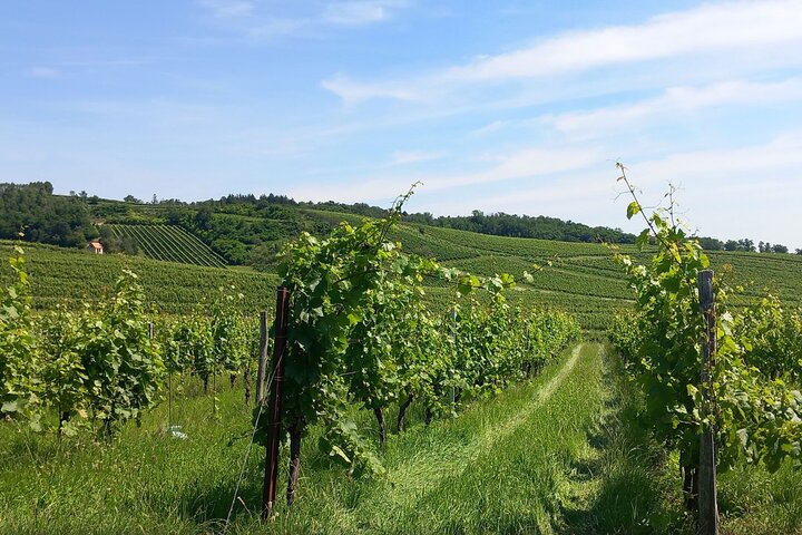 Understanding Blaufränkisch Tasting the Mittelburgenland