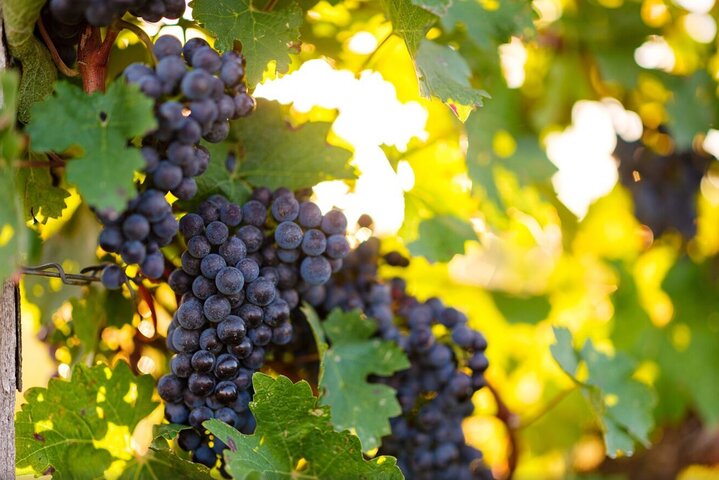 Blaufränkisch Wine Tasting Experience in Central Burgenland