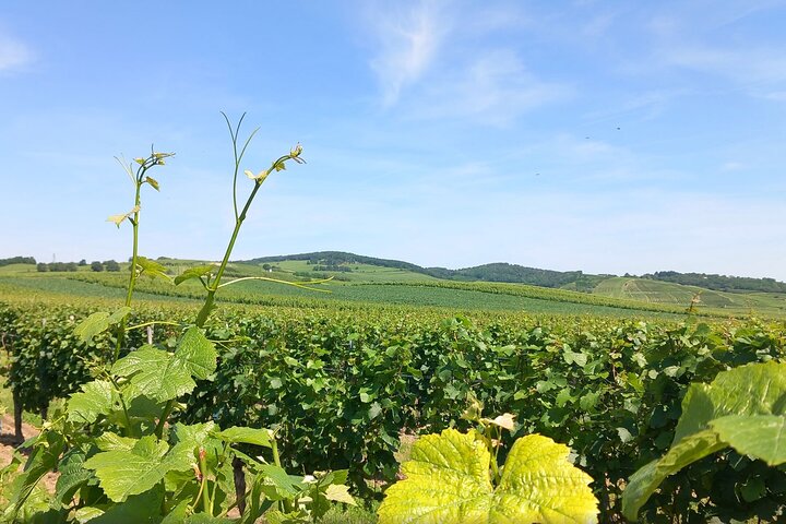 Blaufränkisch Wine Tasting Experience in Central Burgenland