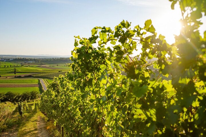 Blaufränkisch Wine Tasting Experience in Central Burgenland