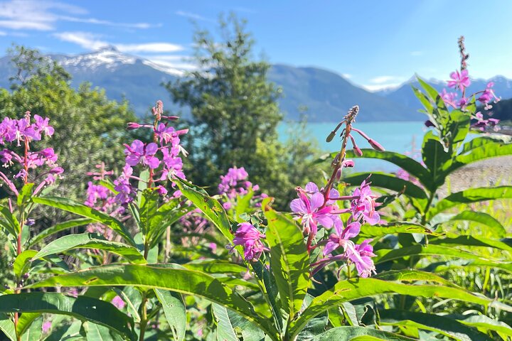Alaska Nature Immersion: Forest Therapy Tour in Haines, Alaska