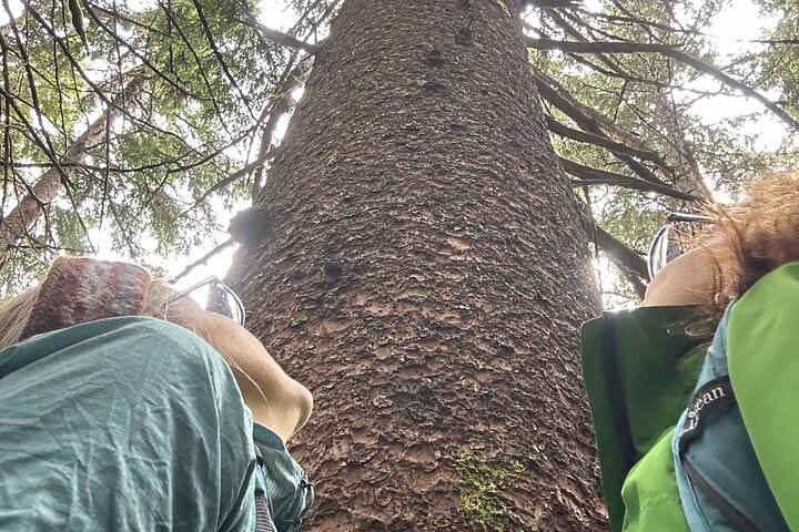 Alaska Nature Immersion: Forest Therapy Tour in Haines, Alaska