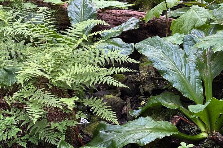 Alaska Nature Immersion: Forest Therapy Tour in Haines, Alaska