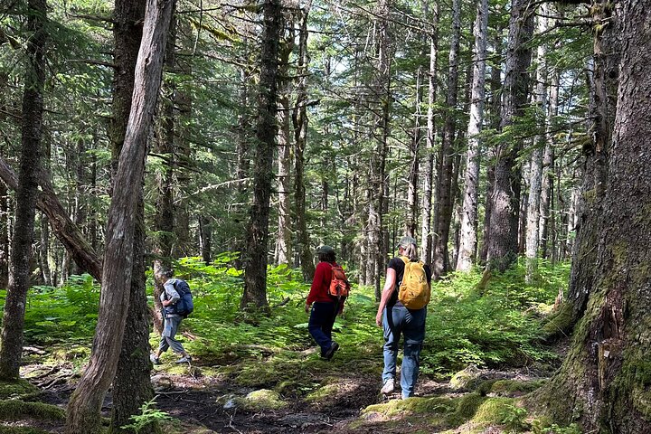 Alaska Nature Immersion: Forest Therapy Tour in Haines, Alaska