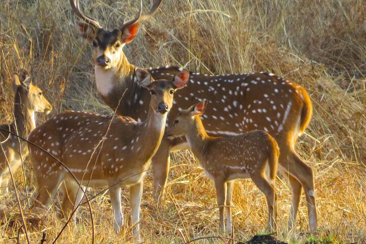 Nagpur to Aurangabad via Melghat Tiger Reserve, Burhanpur & Akola