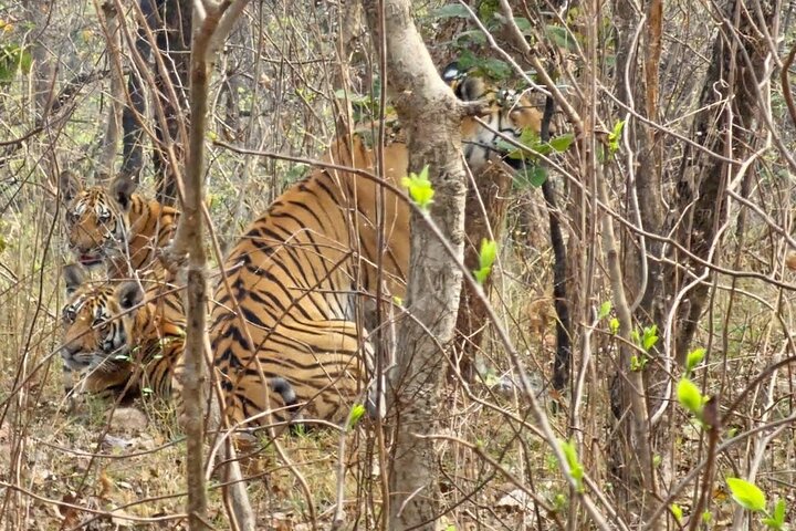 Nagpur to Aurangabad via Melghat Tiger Reserve, Burhanpur & Akola